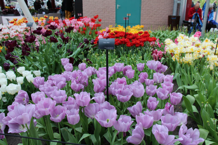 IMG_0307 - Keukenhof 2014