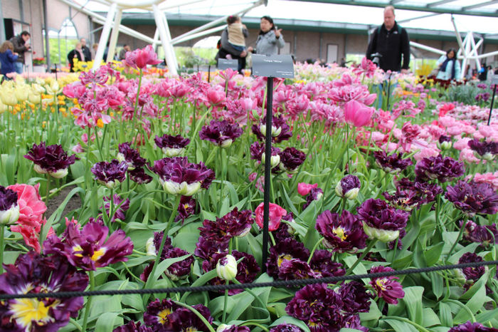 IMG_0309 - Keukenhof 2014
