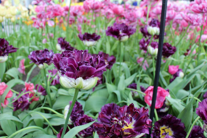 IMG_0310 - Keukenhof 2014