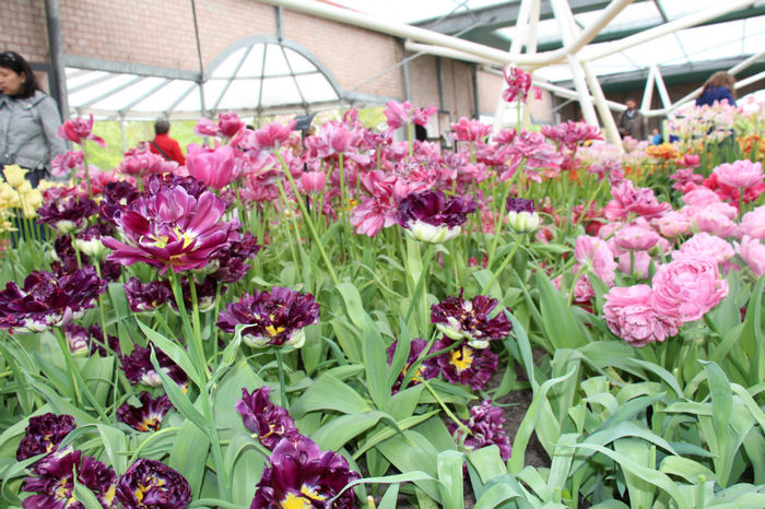 IMG_0311 - Keukenhof 2014