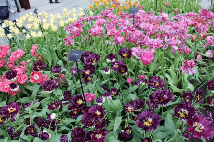 IMG_0312 - Keukenhof 2014