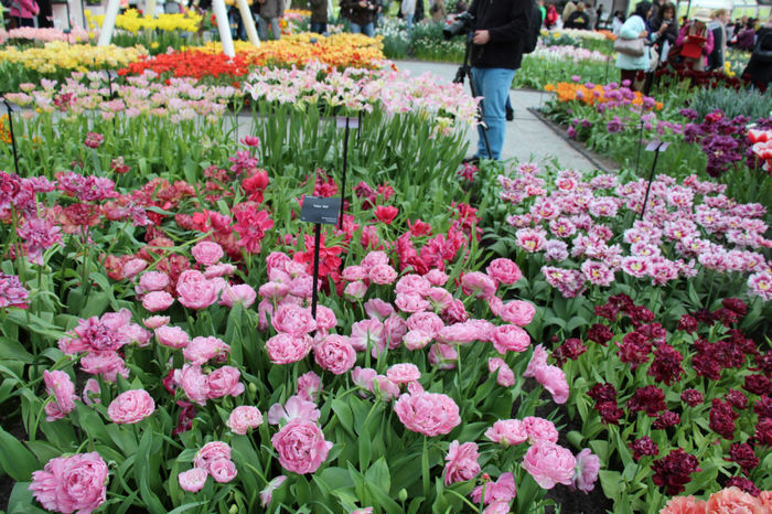IMG_0313 - Keukenhof 2014