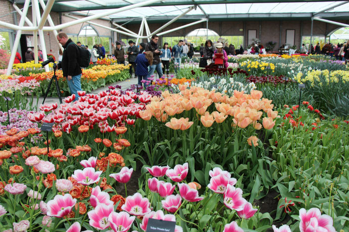 IMG_0314 - Keukenhof 2014