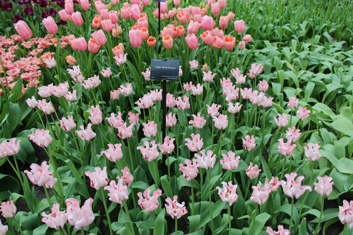 IMG_0315 - Keukenhof 2014