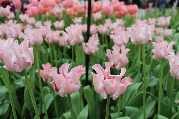 IMG_0316 - Keukenhof 2014