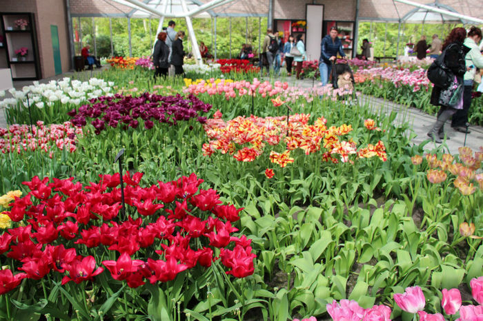 IMG_0320 - Keukenhof 2014