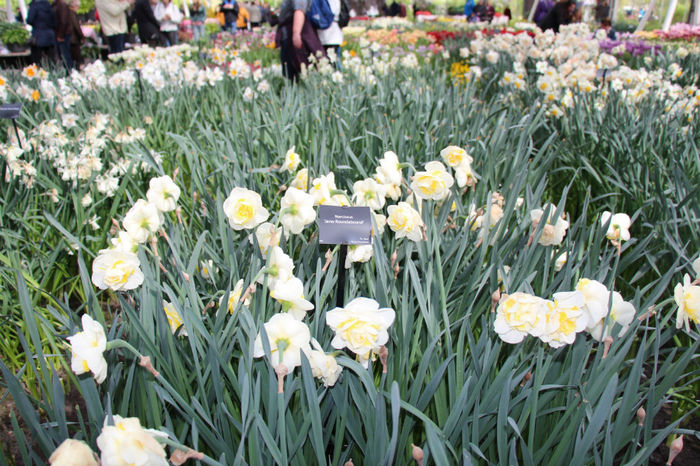 IMG_0330 - Keukenhof 2014