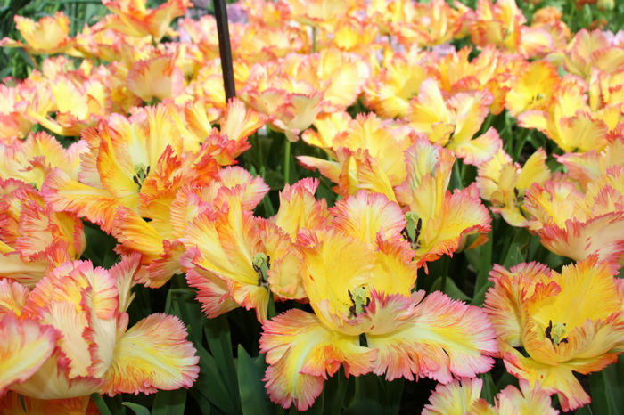 IMG_0332 - Keukenhof 2014