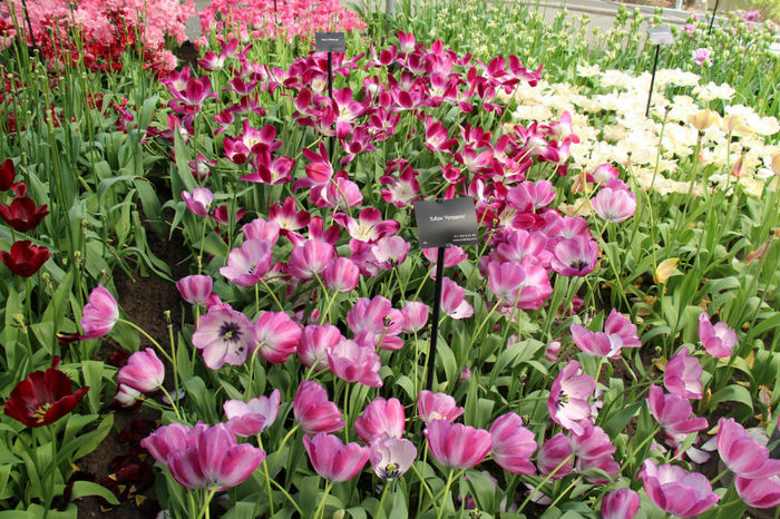 IMG_0334 - Keukenhof 2014