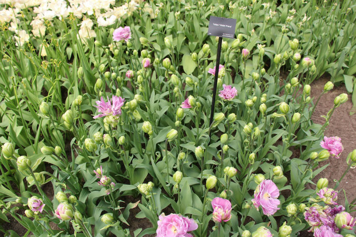 IMG_0336 - Keukenhof 2014