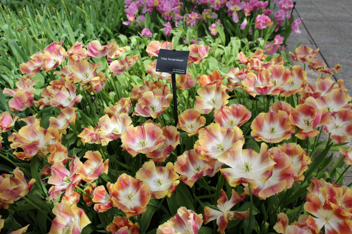 IMG_0339 - Keukenhof 2014