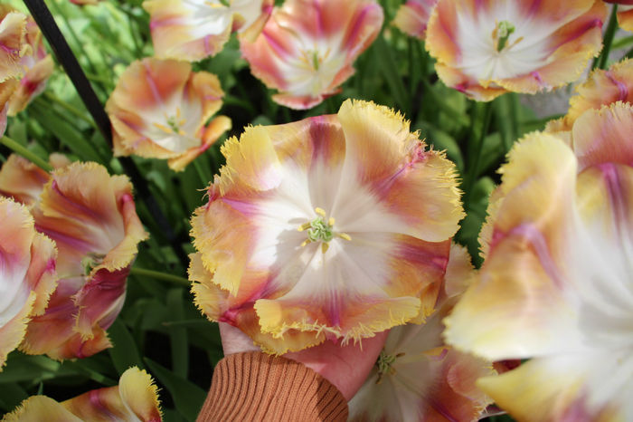 IMG_0340 - Keukenhof 2014