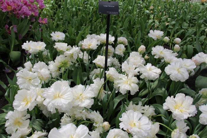 IMG_0344 - Keukenhof 2014