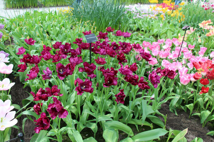 IMG_0345 - Keukenhof 2014