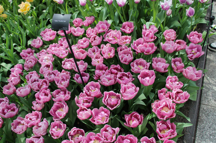 IMG_0346 - Keukenhof 2014