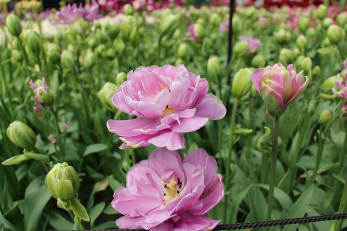 IMG_0335 - Keukenhof 2014