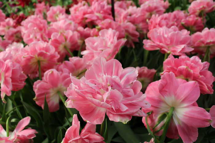 IMG_0338 - Keukenhof 2014