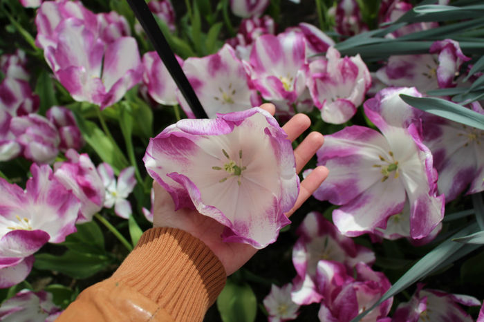 IMG_0341 - Keukenhof 2014