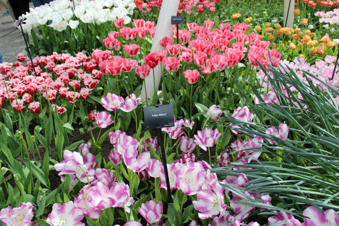 IMG_0342 - Keukenhof 2014