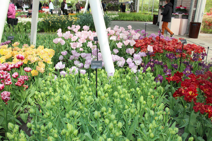IMG_0343 - Keukenhof 2014