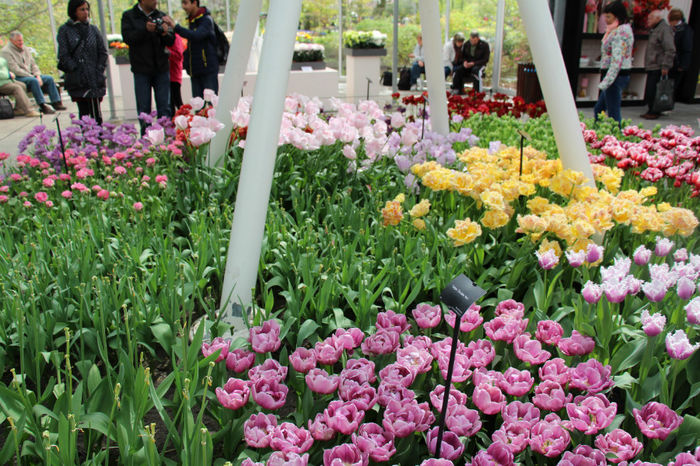 IMG_0347 - Keukenhof 2014