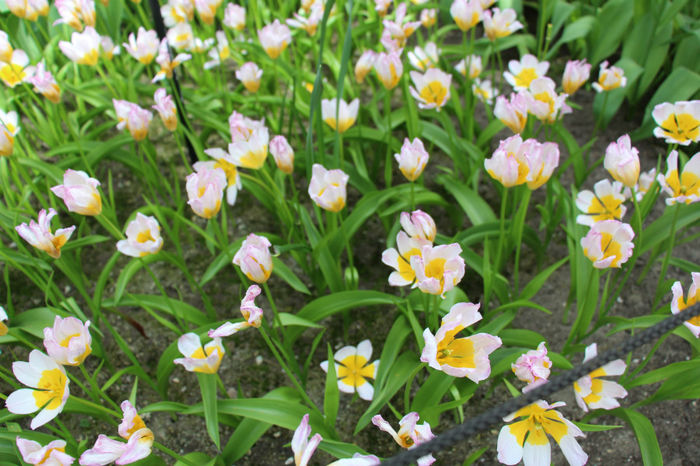 IMG_0348 - Keukenhof 2014
