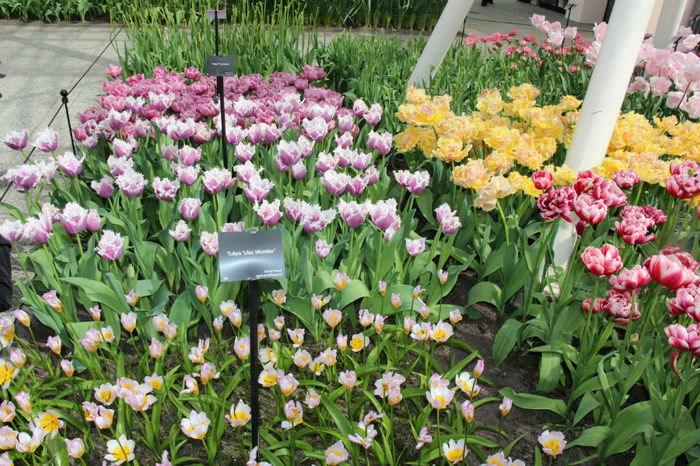 IMG_0349 - Keukenhof 2014