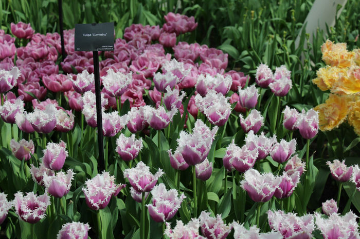 IMG_0350 - Keukenhof 2014