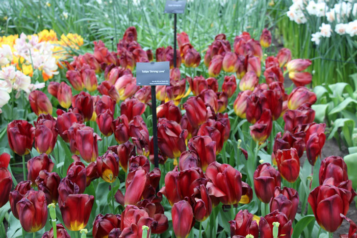 IMG_0352 - Keukenhof 2014