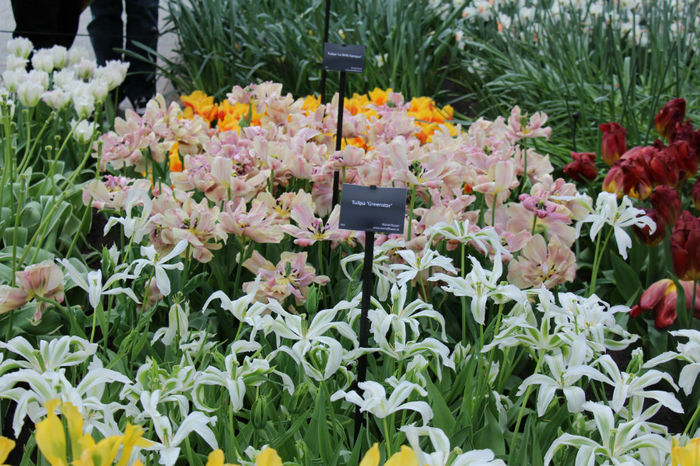 IMG_0353 - Keukenhof 2014