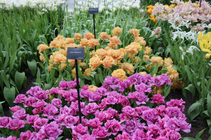 IMG_0355 - Keukenhof 2014