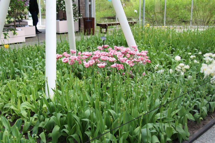IMG_0356 - Keukenhof 2014