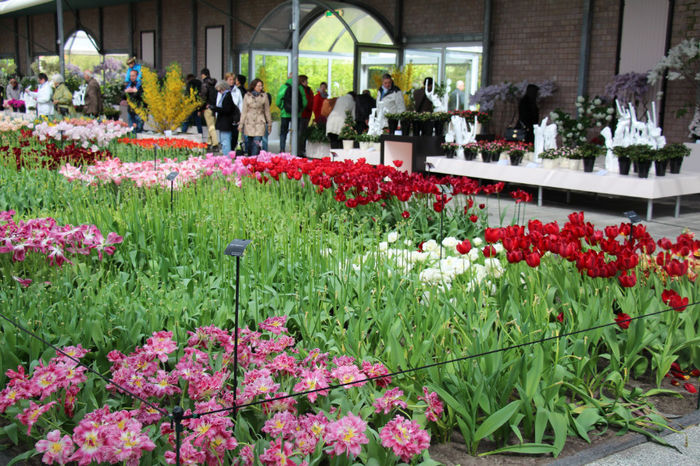 IMG_0357 - Keukenhof 2014