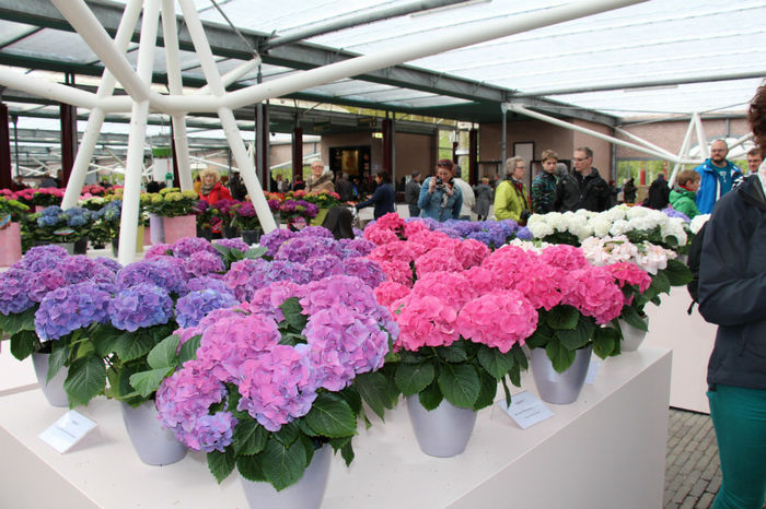 IMG_0359 - Keukenhof 2014