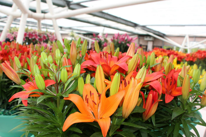 IMG_0360 - Keukenhof 2014