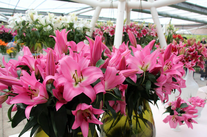 IMG_0361 - Keukenhof 2014