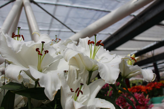 IMG_0362 - Keukenhof 2014