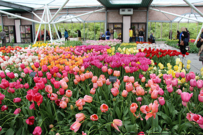 IMG_0368 - Keukenhof 2014