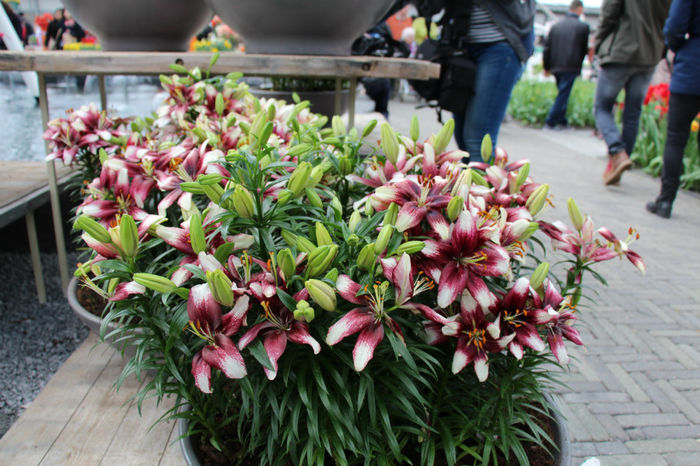 IMG_0369 - Keukenhof 2014