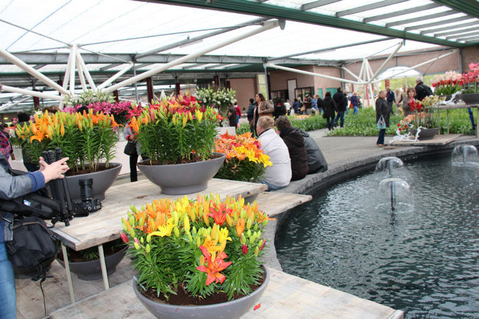 IMG_0373 - Keukenhof 2014