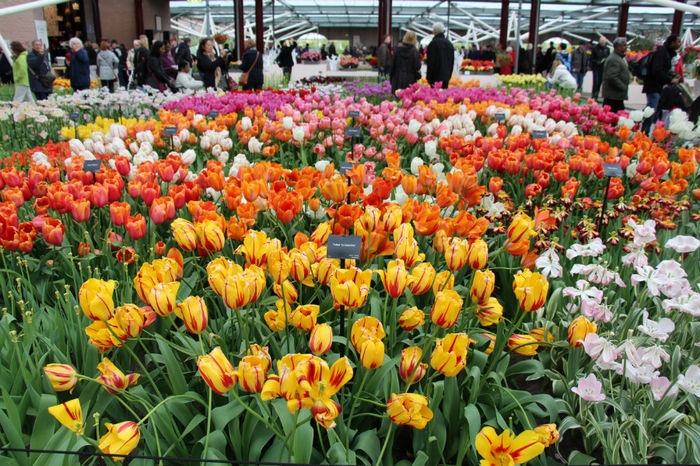 IMG_0374 - Keukenhof 2014