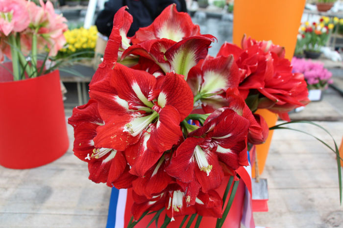 IMG_0376 - Keukenhof 2014