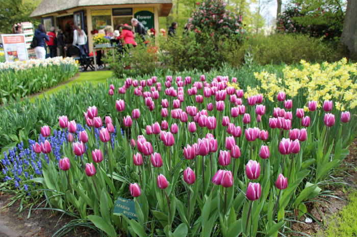 IMG_0392 - Keukenhof 2014
