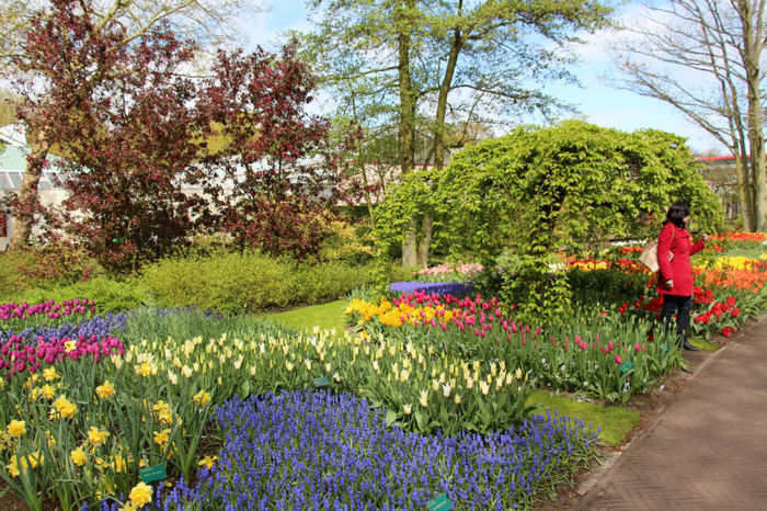 IMG_0393 - Keukenhof 2014