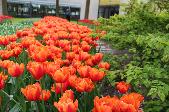 IMG_0395 - Keukenhof 2014