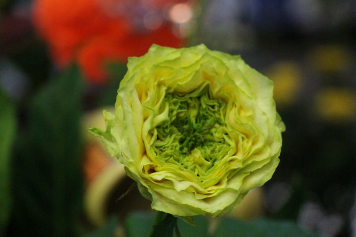 IMG_0416 - Keukenhof 2014