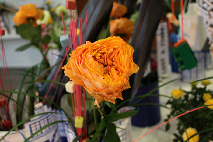IMG_0423 - Keukenhof 2014