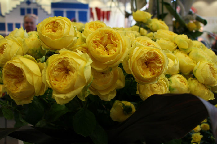IMG_0431 - Keukenhof 2014
