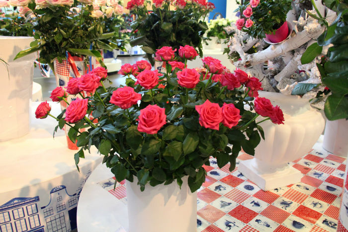 IMG_0454 - Keukenhof 2014