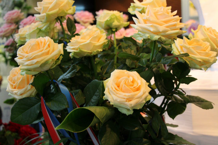 IMG_0458 - Keukenhof 2014